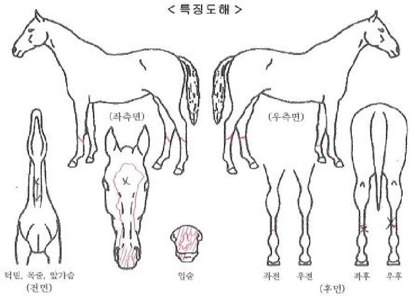 ¿À¾Æ½Ã½º¸í°¡ÀÇ Ãø¸é,¿ì¸é,µÞ¸é,µÎ»ó,´Ù¸®ÀÇ Æ¯Â¡µµÇØ