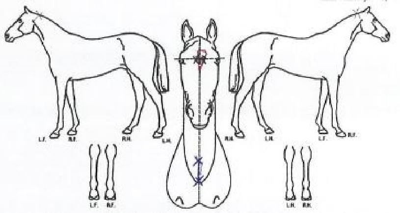 ��ġ����� ����,���,�޸�,�λ�,�ٸ��� Ư¡����