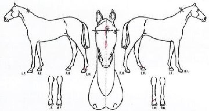 �Ƴ���������� ����,���,�޸�,�λ�,�ٸ��� Ư¡����