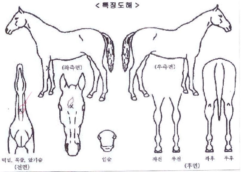 »þÀ̴׿ùµåÀÇ Ãø¸é,¿ì¸é,µÞ¸é,µÎ»ó,´Ù¸®ÀÇ Æ¯Â¡µµÇØ