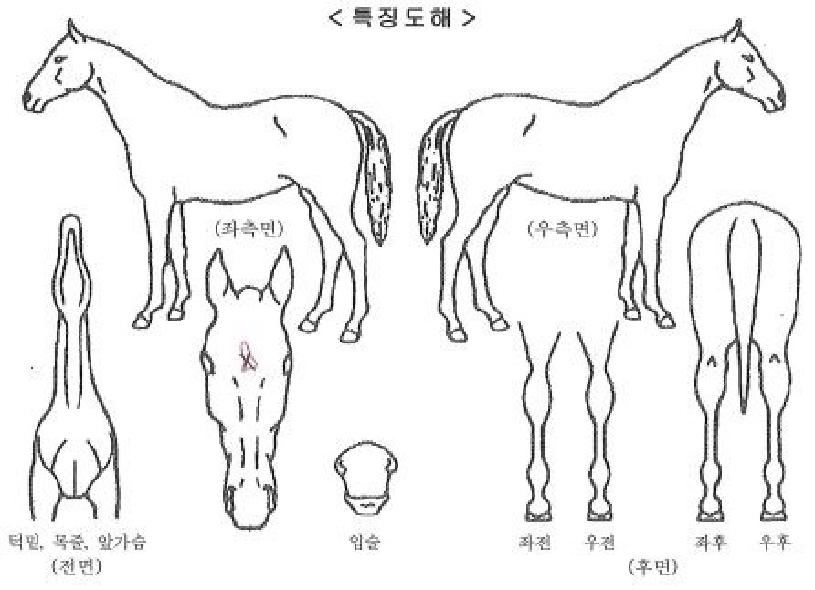 Äý´õ·ÎµåÀÇ Ãø¸é,¿ì¸é,µÞ¸é,µÎ»ó,´Ù¸®ÀÇ Æ¯Â¡µµÇØ