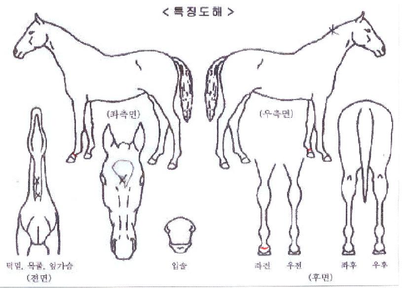 ½º¸¶Æ®À¯¸²ÀÇ Ãø¸é,¿ì¸é,µÞ¸é,µÎ»ó,´Ù¸®ÀÇ Æ¯Â¡µµÇØ