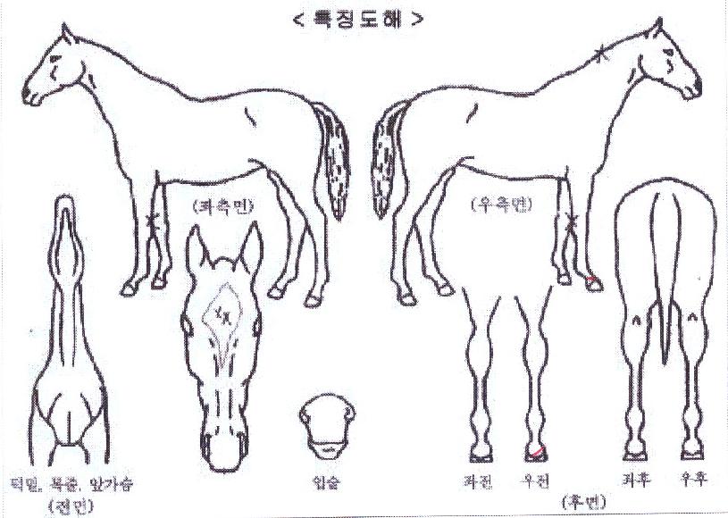 �Һ������� ����,���,�޸�,�λ�,�ٸ��� Ư¡����