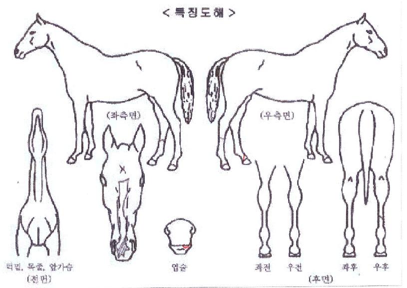 �溹�����佺�� ����,���,�޸�,�λ�,�ٸ��� Ư¡����