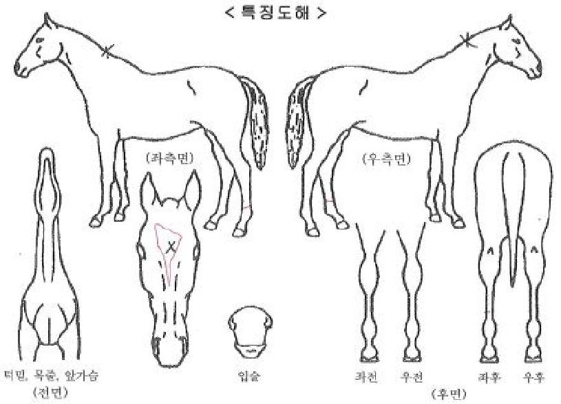 �׶�Ʈ���� ����,���,�޸�,�λ�,�ٸ��� Ư¡����