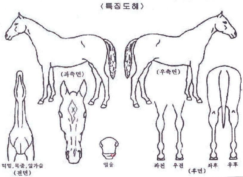 ����ܺ��� ����,���,�޸�,�λ�,�ٸ��� Ư¡����