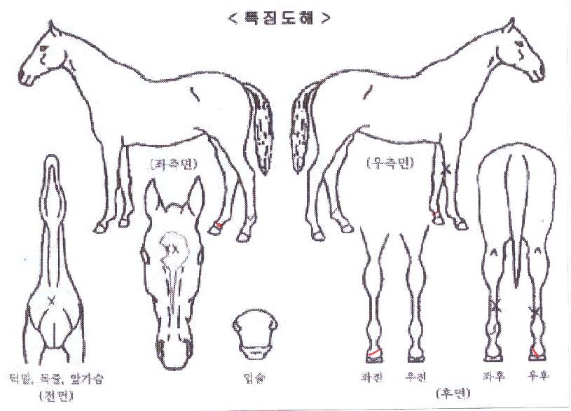 �溹���佺�� ����,���,�޸�,�λ�,�ٸ��� Ư¡����