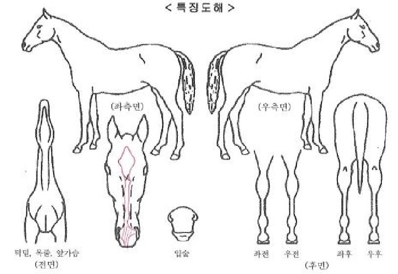 ���丮ķ���ڸ��� ����,���,�޸�,�λ�,�ٸ��� Ư¡����