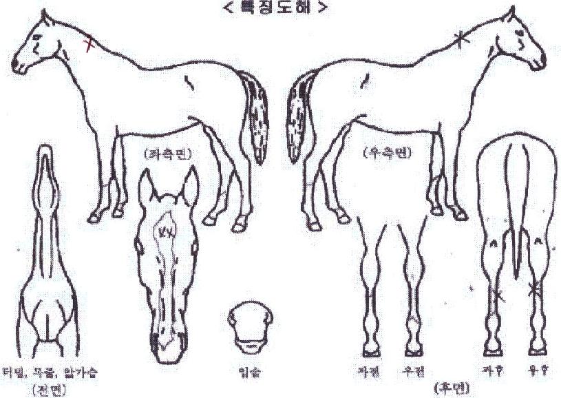 ´ÚÅͼ¾ÅÒÀÇ Ãø¸é,¿ì¸é,µÞ¸é,µÎ»ó,´Ù¸®ÀÇ Æ¯Â¡µµÇØ