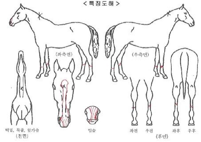 �����������ڸ��� ����,���,�޸�,�λ�,�ٸ��� Ư¡����