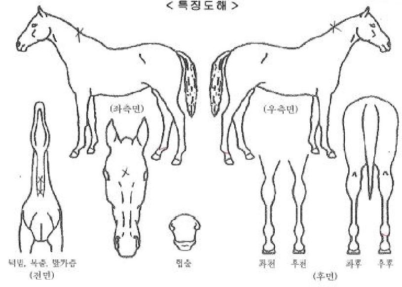 ÆÄ¿öÇ®¼±´õÀÇ Ãø¸é,¿ì¸é,µÞ¸é,µÎ»ó,´Ù¸®ÀÇ Æ¯Â¡µµÇØ