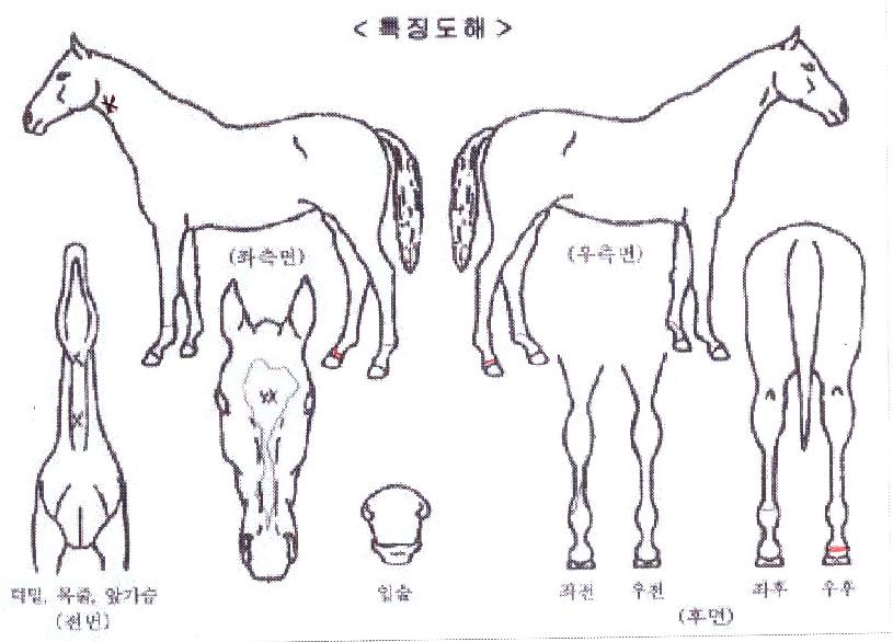 µ¥¾ÆÀÇ Ãø¸é,¿ì¸é,µÞ¸é,µÎ»ó,´Ù¸®ÀÇ Æ¯Â¡µµÇØ