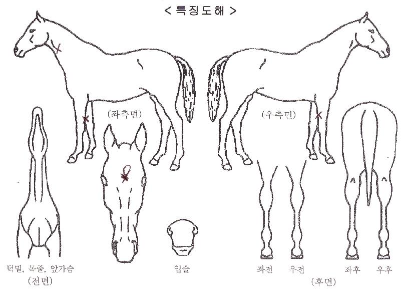 ���ǵ帲�� ����,���,�޸�,�λ�,�ٸ��� Ư¡����