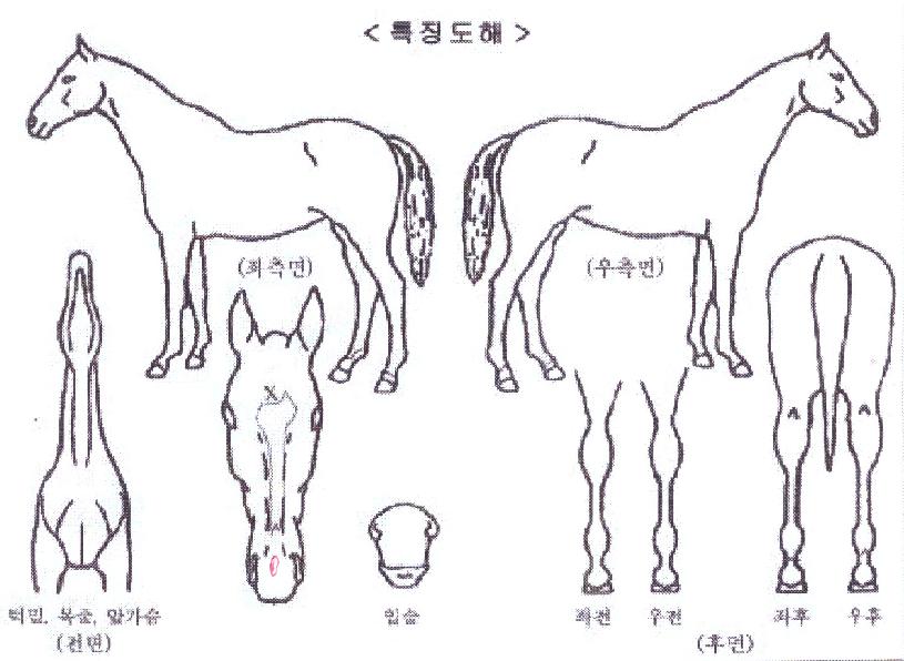 ����ũ������ ����,���,�޸�,�λ�,�ٸ��� Ư¡����