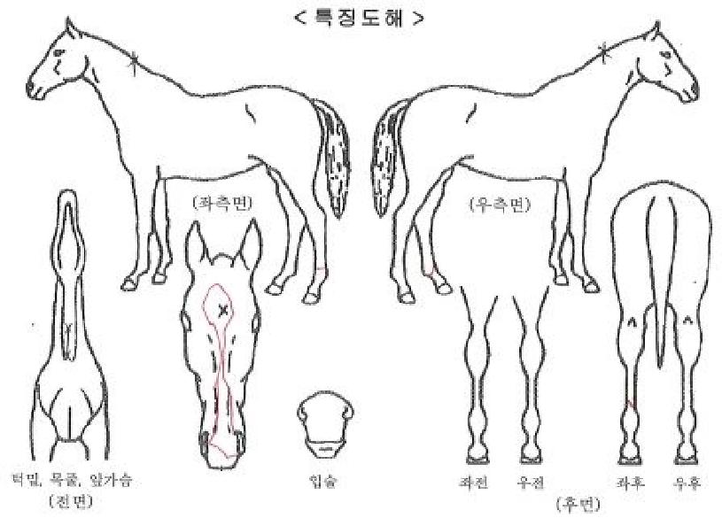 �Ķ��̹��� ����,���,�޸�,�λ�,�ٸ��� Ư¡����