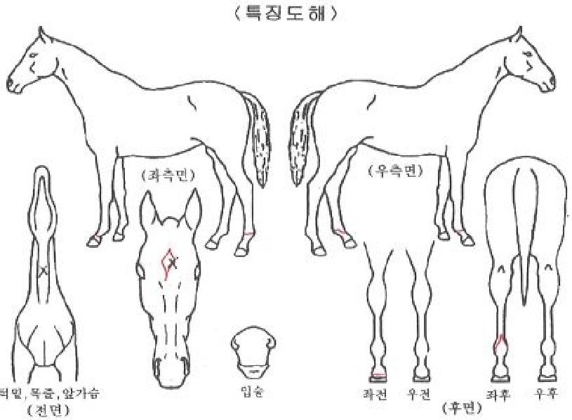 ¿À¾Æ½Ã½ºÃ¨ÇÁÀÇ Ãø¸é,¿ì¸é,µÞ¸é,µÎ»ó,´Ù¸®ÀÇ Æ¯Â¡µµÇØ