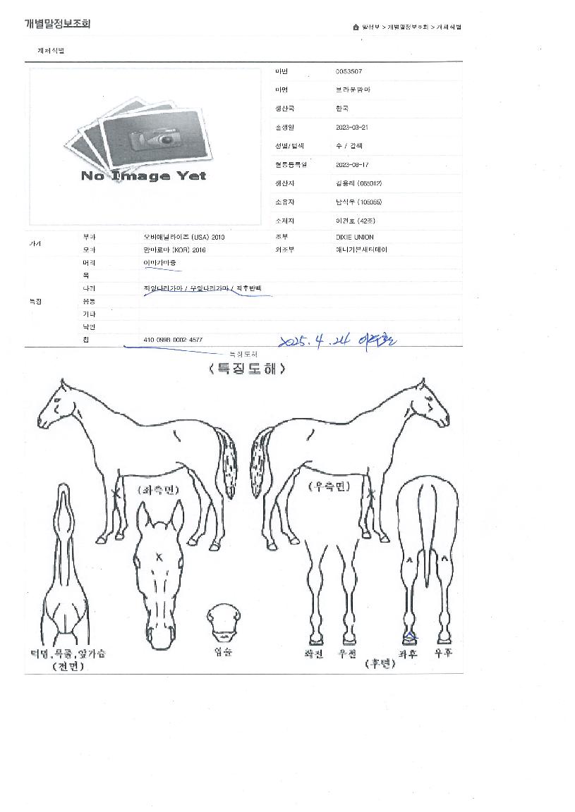 ºê¶ó¿î¸¾¸¶ÀÇ Ãø¸é,¿ì¸é,µÞ¸é,µÎ»ó,´Ù¸®ÀÇ Æ¯Â¡µµÇØ