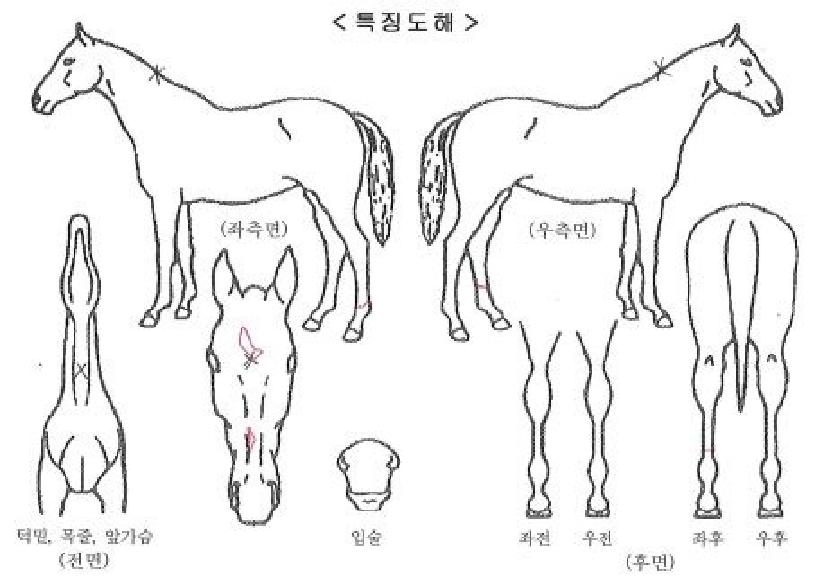 �ұ��������ڸ��� ����,���,�޸�,�λ�,�ٸ��� Ư¡����