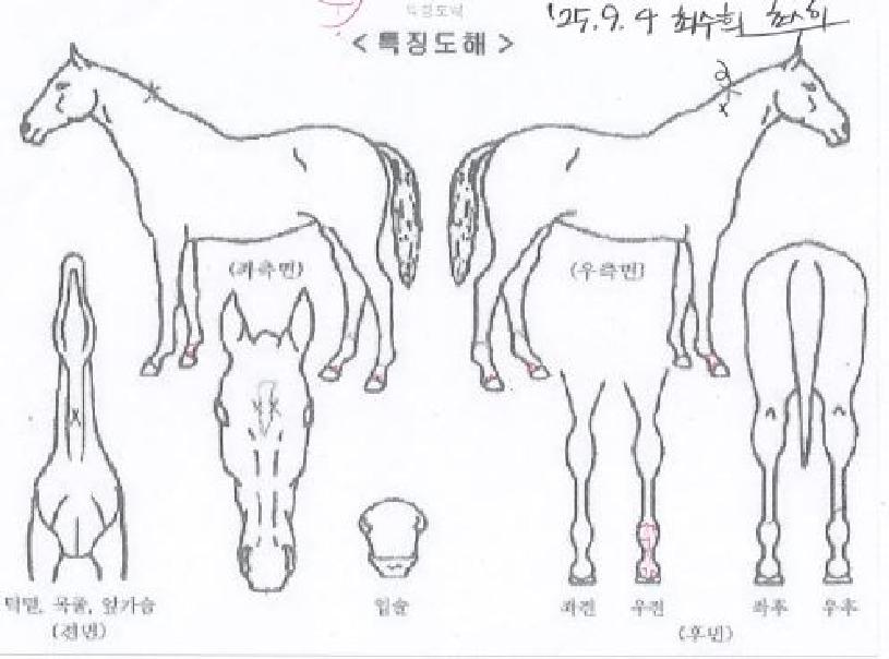 ·¹À̵ðºÀÀÇ Ãø¸é,¿ì¸é,µÞ¸é,µÎ»ó,´Ù¸®ÀÇ Æ¯Â¡µµÇØ