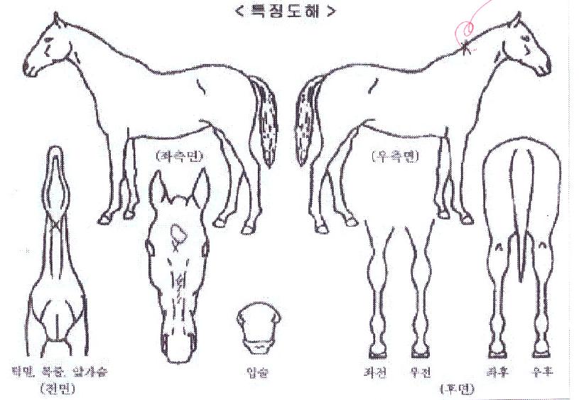 �Ž�Ÿ���� ����,���,�޸�,�λ�,�ٸ��� Ư¡����