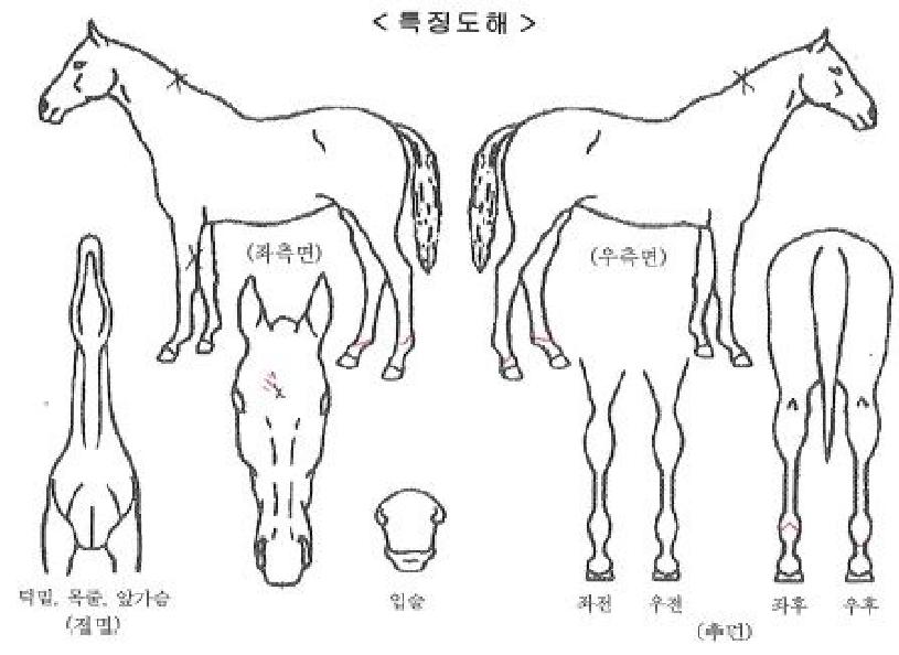 µå¸²ºòÀÇ Ãø¸é,¿ì¸é,µÞ¸é,µÎ»ó,´Ù¸®ÀÇ Æ¯Â¡µµÇØ