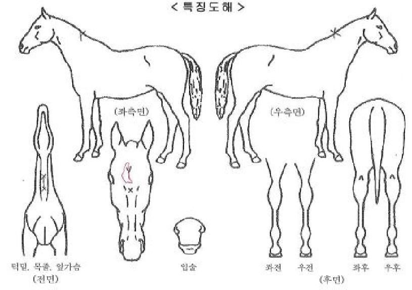 ����Ʈ����Ʈ�� ����,���,�޸�,�λ�,�ٸ��� Ư¡����