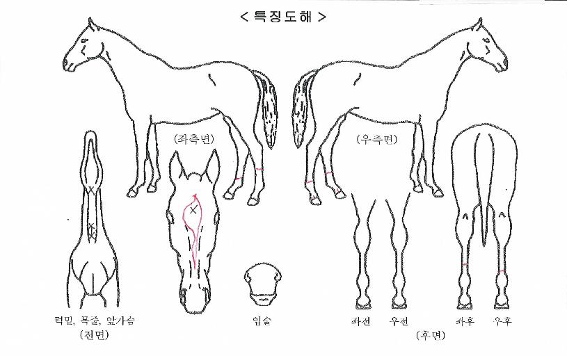 ¿µ¿µºê¶óº¸ÀÇ Ãø¸é,¿ì¸é,µÞ¸é,µÎ»ó,´Ù¸®ÀÇ Æ¯Â¡µµÇØ