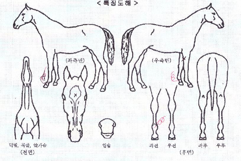 ��Ʈ��Ȱ�� ����,���,�޸�,�λ�,�ٸ��� Ư¡����