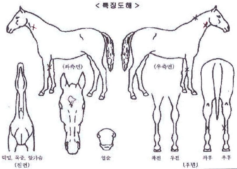 ¸ÅÁ÷¿Àºê¾ÆÆ®ÀÇ Ãø¸é,¿ì¸é,µÞ¸é,µÎ»ó,´Ù¸®ÀÇ Æ¯Â¡µµÇØ