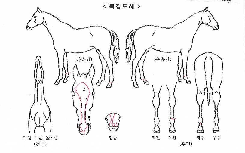 ½ºÀ§Ä¡ÀÕÀÚ¸¶ÀÇ Ãø¸é,¿ì¸é,µÞ¸é,µÎ»ó,´Ù¸®ÀÇ Æ¯Â¡µµÇØ