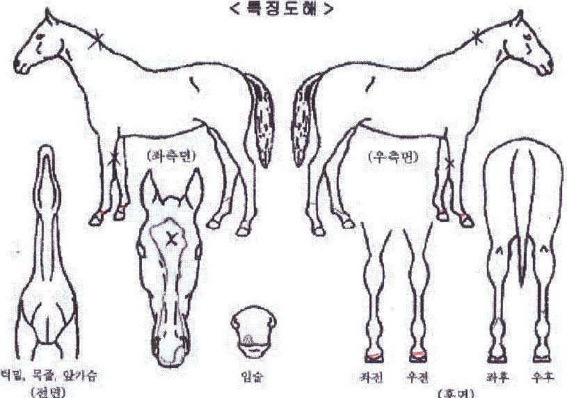 ¿¡¾îÆ÷½º¸¶¸°ÀÇ Ãø¸é,¿ì¸é,µÞ¸é,µÎ»ó,´Ù¸®ÀÇ Æ¯Â¡µµÇØ