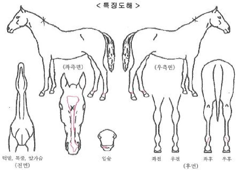 ½Ã¿¡¶ó°ñµåÀÇ Ãø¸é,¿ì¸é,µÞ¸é,µÎ»ó,´Ù¸®ÀÇ Æ¯Â¡µµÇØ