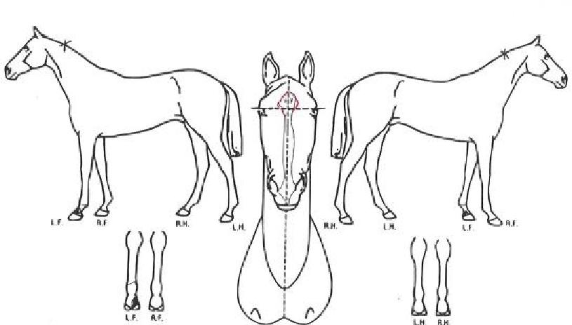 ·Î¸¶Ä«Ä«ÀÇ Ãø¸é,¿ì¸é,µÞ¸é,µÎ»ó,´Ù¸®ÀÇ Æ¯Â¡µµÇØ