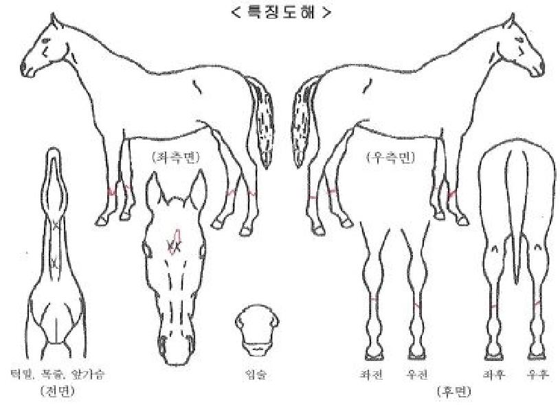 È÷¾î´õÀ©ÀÇ Ãø¸é,¿ì¸é,µÞ¸é,µÎ»ó,´Ù¸®ÀÇ Æ¯Â¡µµÇØ