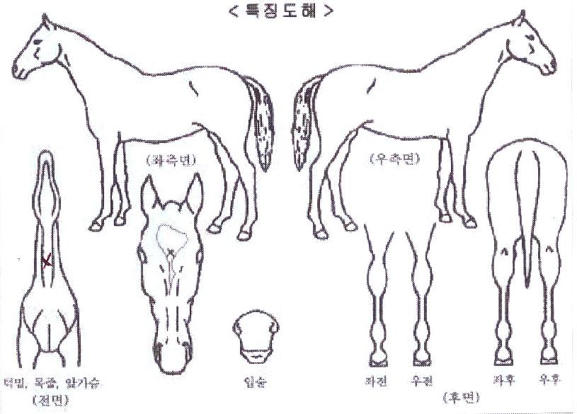 �ݾƽ��ʹ��� ����,���,�޸�,�λ�,�ٸ��� Ư¡����