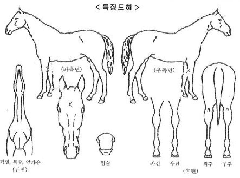 ��������� ����,���,�޸�,�λ�,�ٸ��� Ư¡����