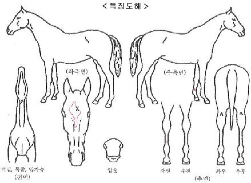 ³Ñ¹ö¿øÅ¸±êÀÚ¸¶ÀÇ Ãø¸é,¿ì¸é,µÞ¸é,µÎ»ó,´Ù¸®ÀÇ Æ¯Â¡µµÇØ