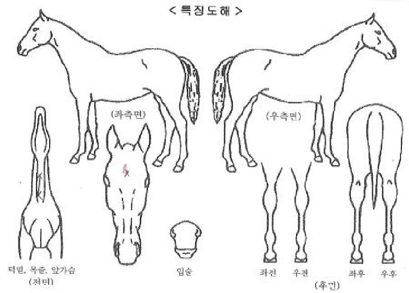 ·çºñĵÅÍÀÚ¸¶ÀÇ Ãø¸é,¿ì¸é,µÞ¸é,µÎ»ó,´Ù¸®ÀÇ Æ¯Â¡µµÇØ