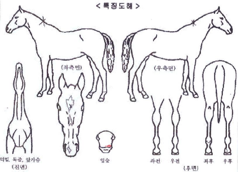 �������� ����,���,�޸�,�λ�,�ٸ��� Ư¡����