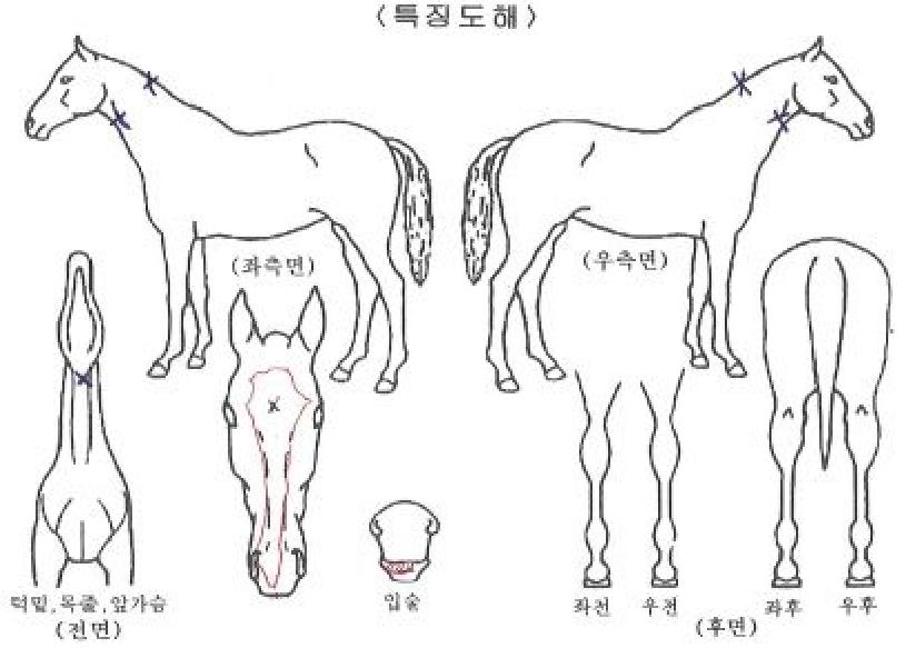 º¸·É´õÄýÀÇ Ãø¸é,¿ì¸é,µÞ¸é,µÎ»ó,´Ù¸®ÀÇ Æ¯Â¡µµÇØ