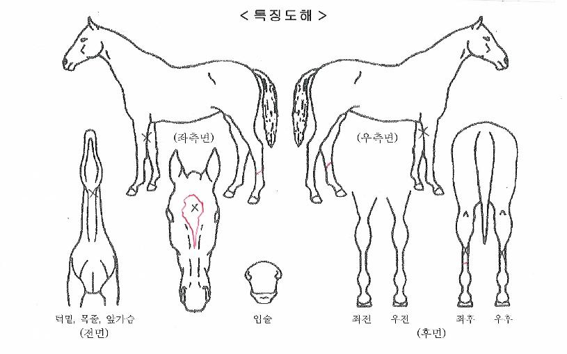 �ǿ������ư��� ����,���,�޸�,�λ�,�ٸ��� Ư¡����