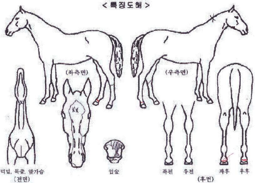 �����̱�Ĺ�� ����,���,�޸�,�λ�,�ٸ��� Ư¡����