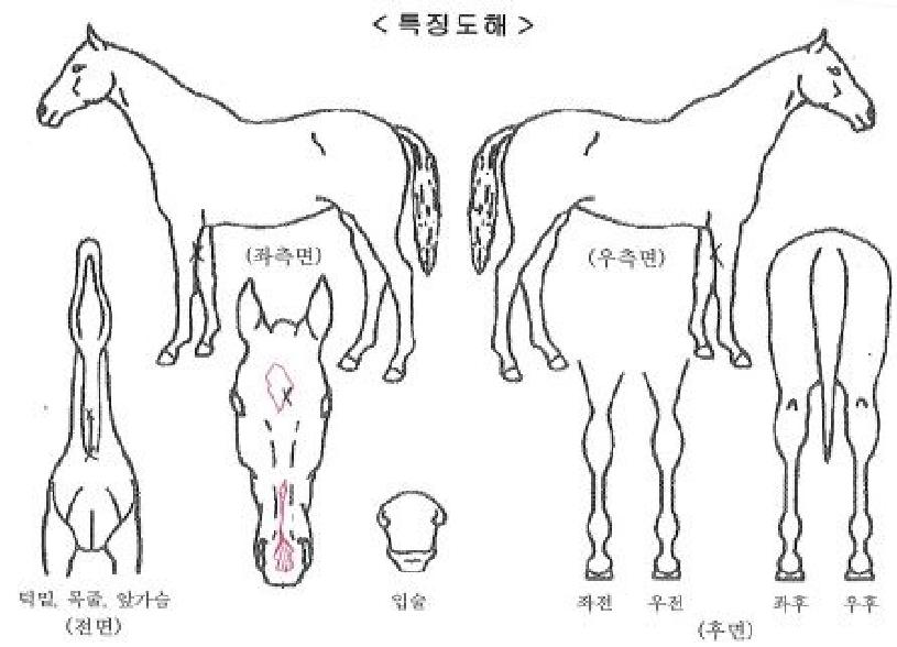 ���̴�Ŭ��ġ�� ����,���,�޸�,�λ�,�ٸ��� Ư¡����