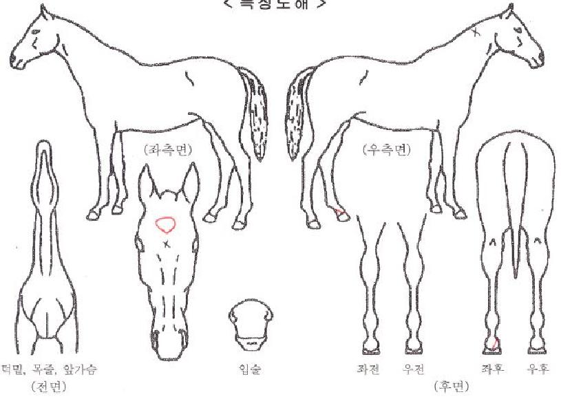 ����Ȧ�������� ����,���,�޸�,�λ�,�ٸ��� Ư¡����