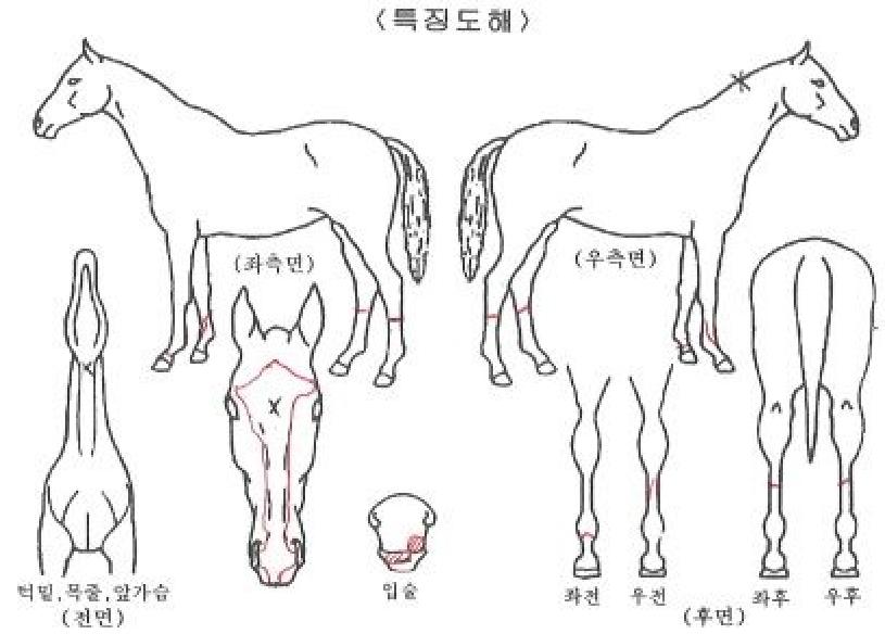 �´�����Ƽ�� ����,���,�޸�,�λ�,�ٸ��� Ư¡����