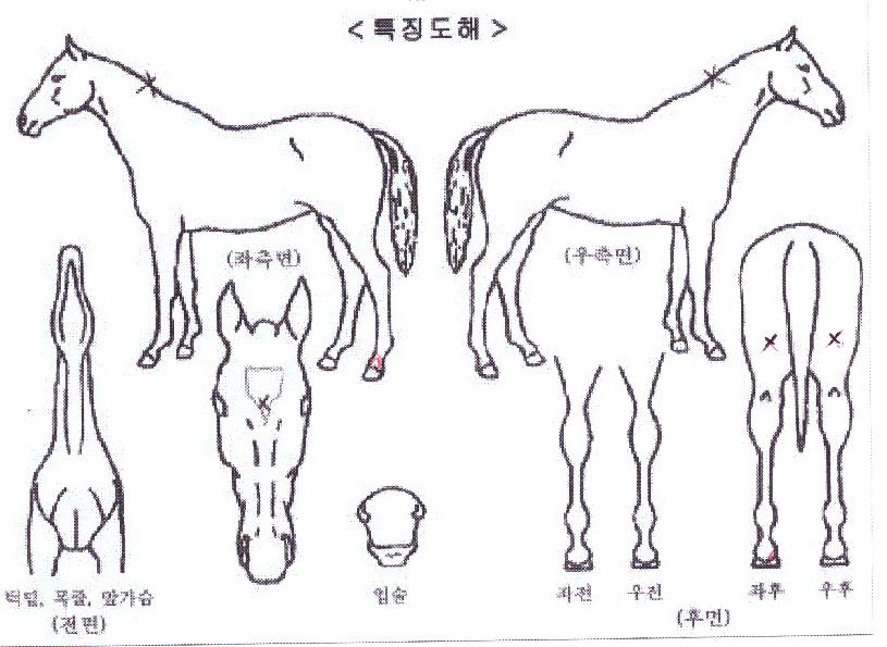 ½ºÅ¸ºí·çÀÇ Ãø¸é,¿ì¸é,µÞ¸é,µÎ»ó,´Ù¸®ÀÇ Æ¯Â¡µµÇØ