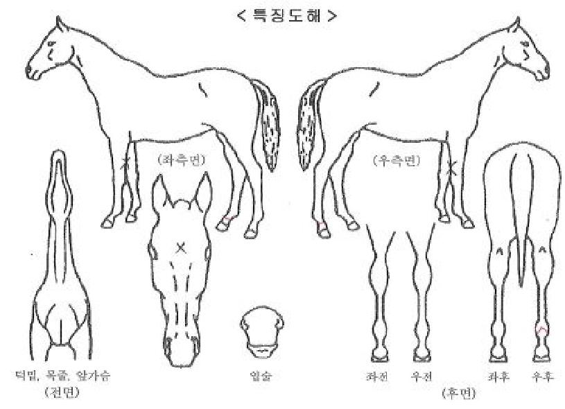 �����ڸ��� ����,���,�޸�,�λ�,�ٸ��� Ư¡����