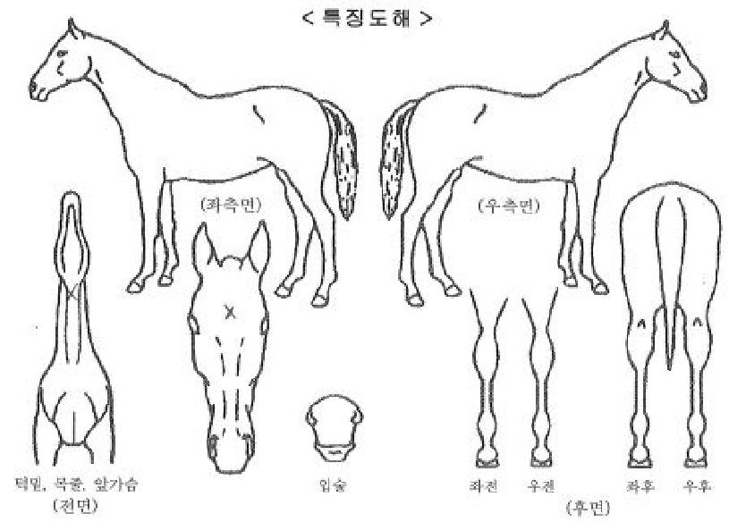 ÁúdzÁ¤±ÛÀÇ Ãø¸é,¿ì¸é,µÞ¸é,µÎ»ó,´Ù¸®ÀÇ Æ¯Â¡µµÇØ