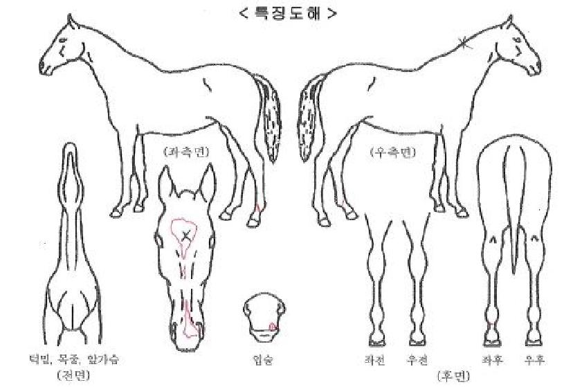 ³ëº¸¾ÆÁÙÀÚ¸¶ÀÇ Ãø¸é,¿ì¸é,µÞ¸é,µÎ»ó,´Ù¸®ÀÇ Æ¯Â¡µµÇØ