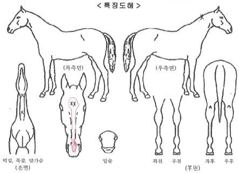 ¸ù±Û¸ù±ÛÀÚ¸¶ÀÇ Ãø¸é,¿ì¸é,µÞ¸é,µÎ»ó,´Ù¸®ÀÇ Æ¯Â¡µµÇØ